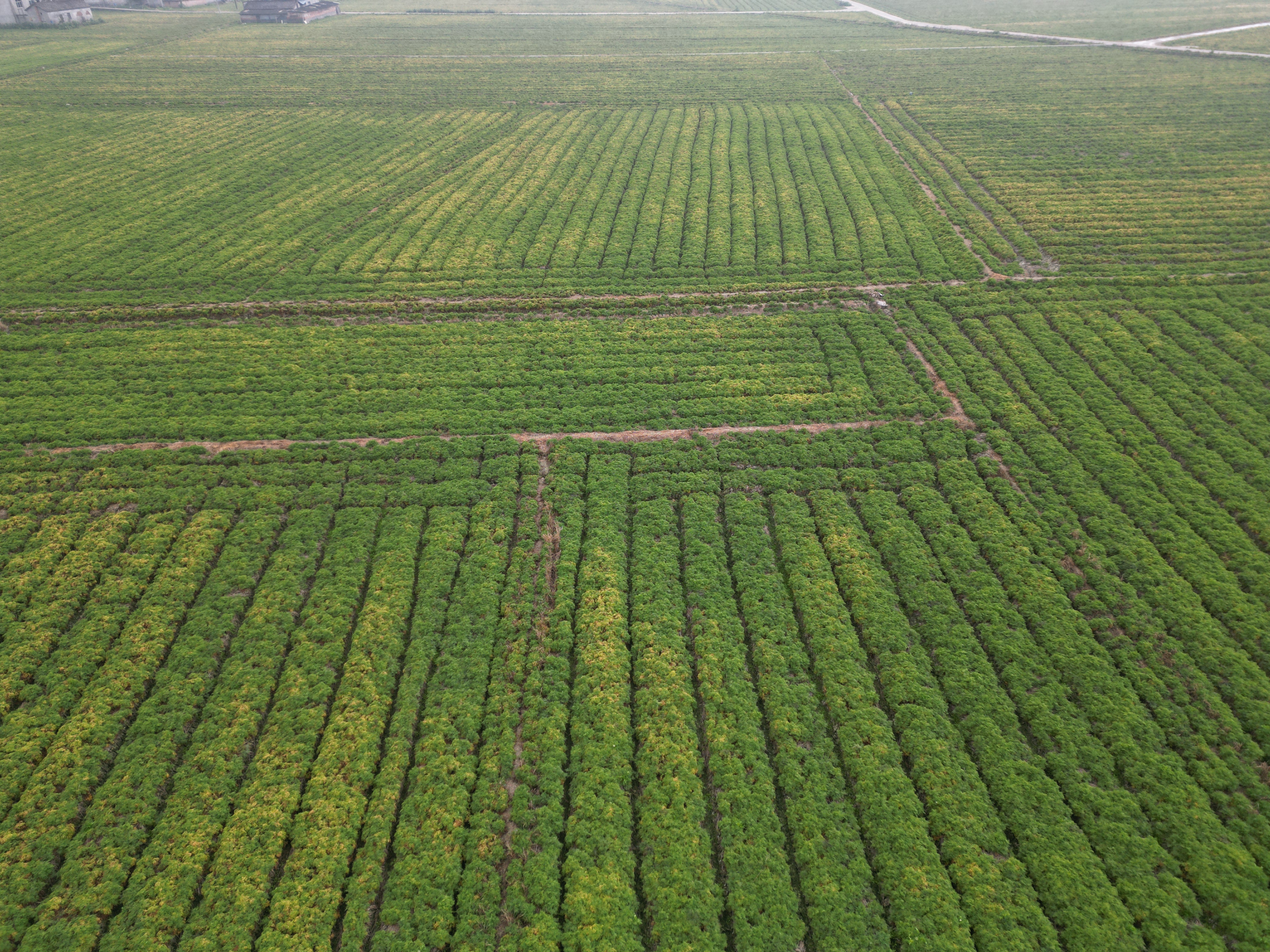 DJI_0483.JPG